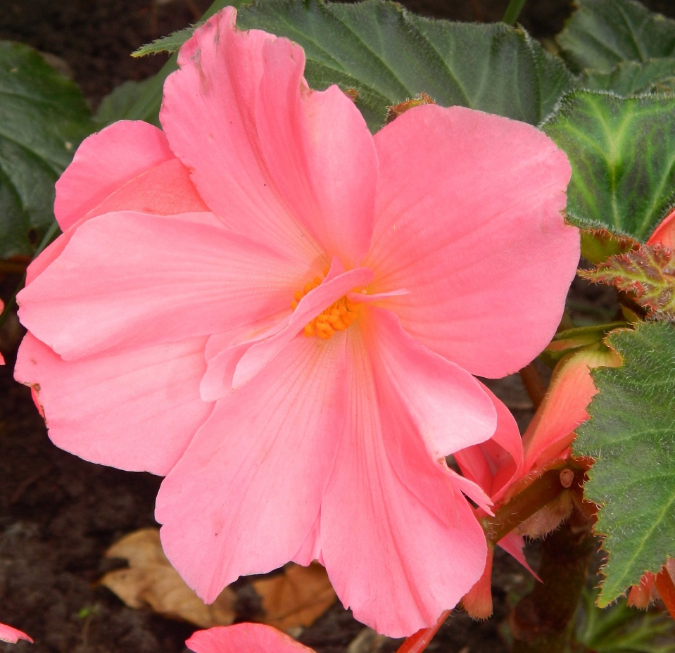 Image of Begonia × tuberhybrida specimen.
