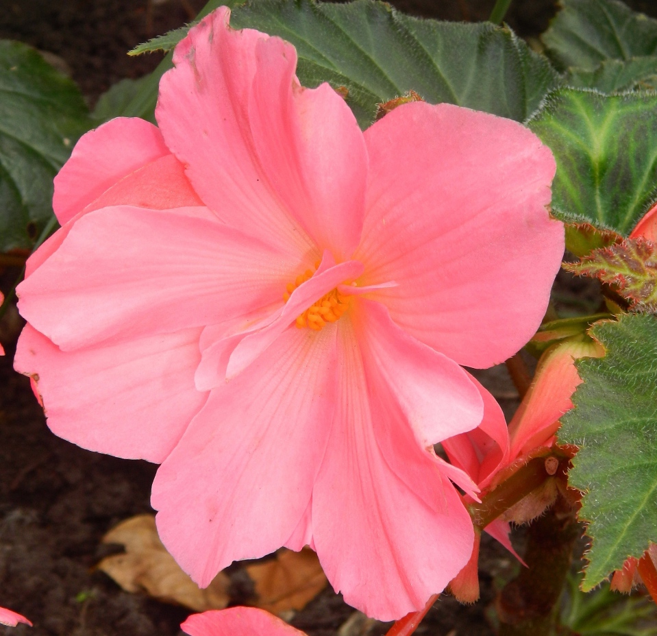 Image of Begonia &times; tuberhybrida specimen.