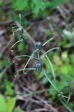 Fritillaria ruthenica