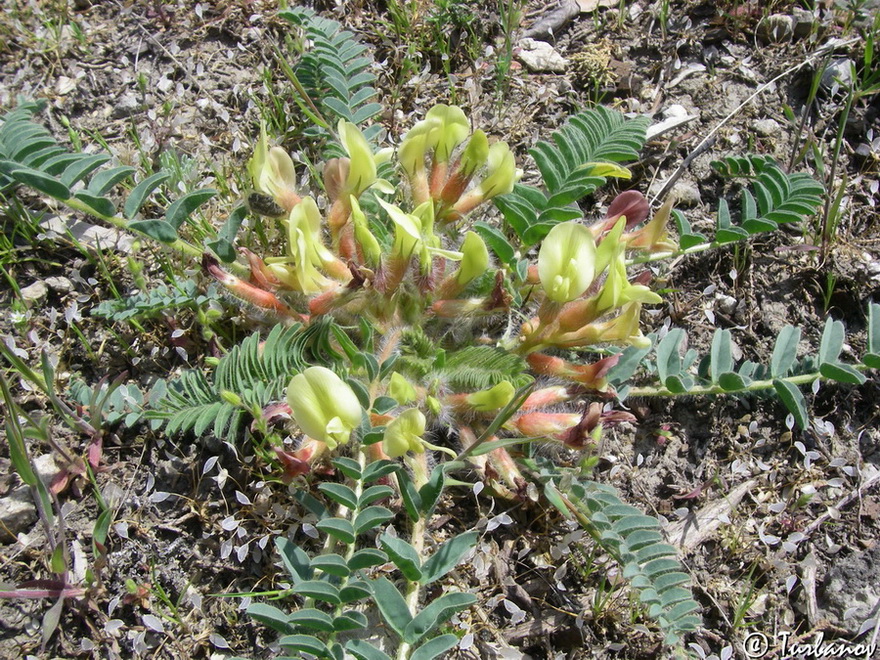 Изображение особи Astragalus utriger.