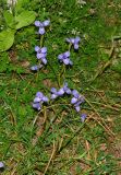 Moraea sisyrinchium