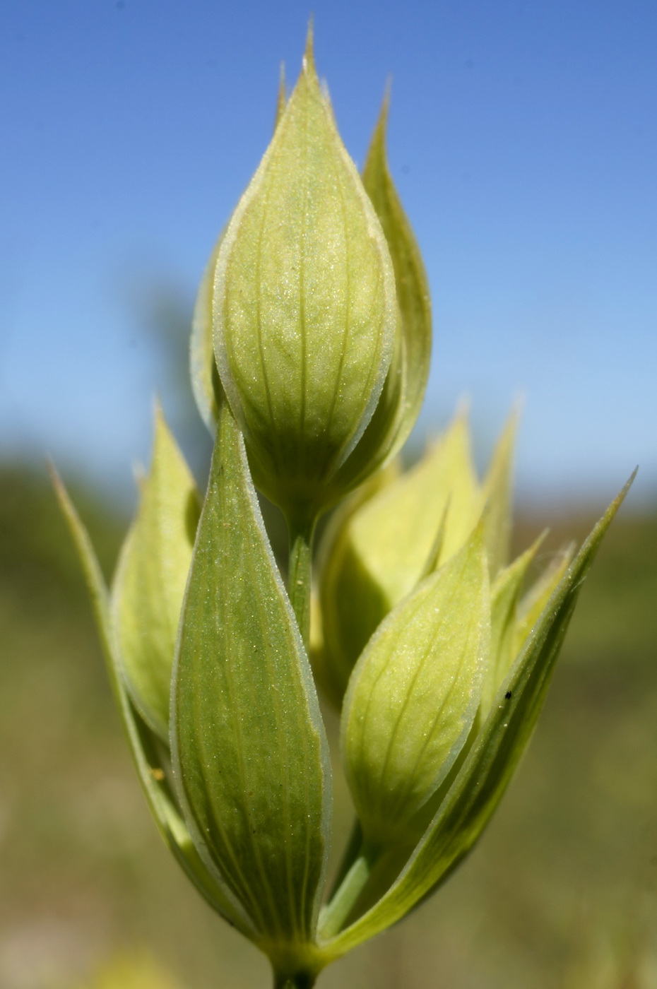 Image of Bupleurum baldense specimen.