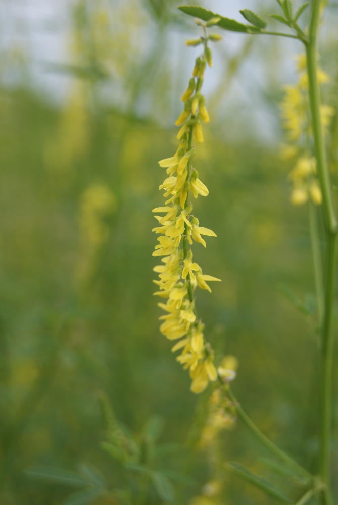 Изображение особи Melilotus officinalis.