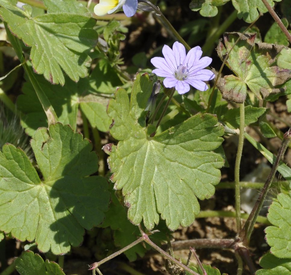 Image of Geranium pyrenaicum specimen.