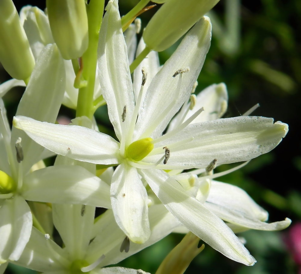 Image of Anthericum liliago specimen.