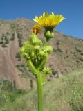 Sonchus palustris. Верхушка цветущего растения. Казахстан, Западный Тянь-Шань, Киргизский хр., ущ. Мерке, выс. около 1350 м н.у.м., берег ручья в тугае. 6 июля 2017 г.