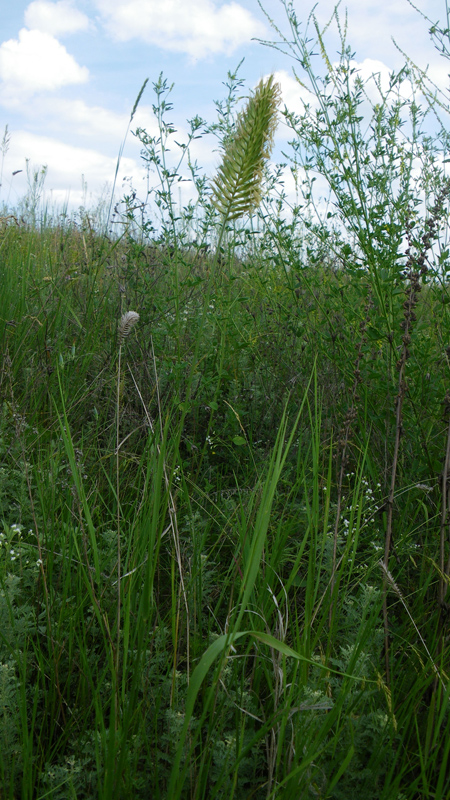 Изображение особи Agropyron pectinatum.