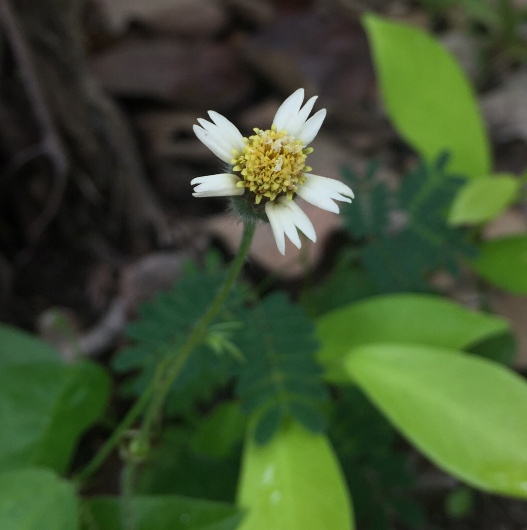 Image of Tridax procumbens specimen.