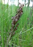 Dactylorhiza incarnata