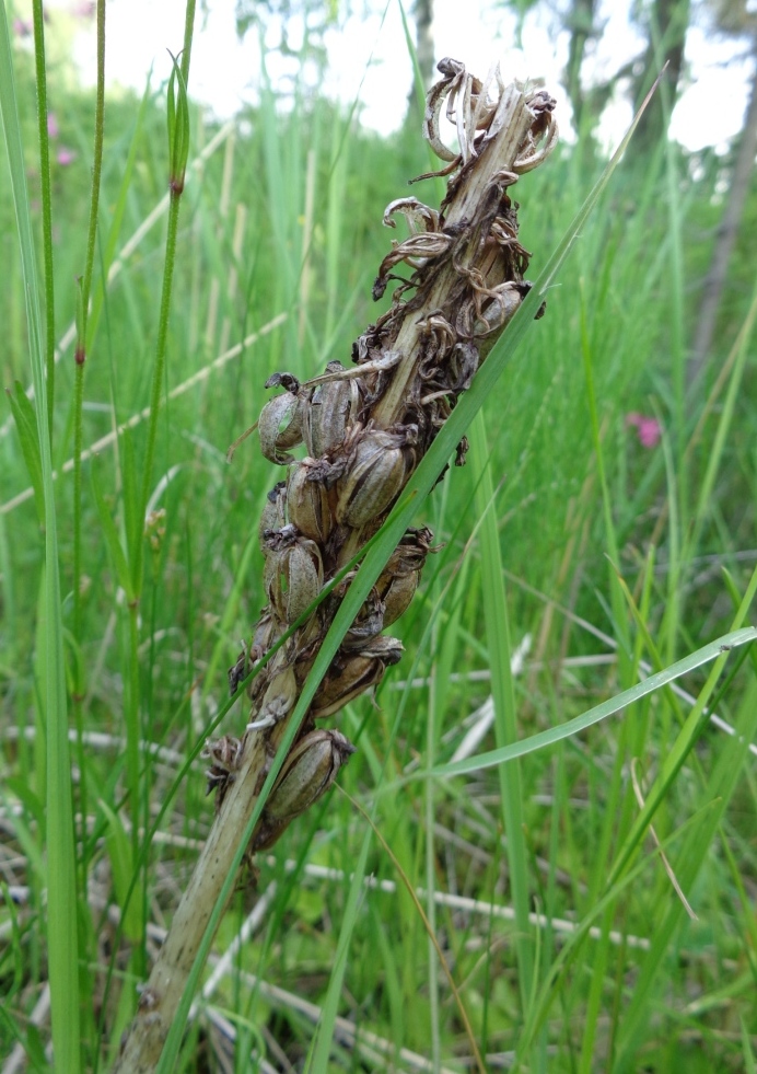 Image of Dactylorhiza incarnata specimen.