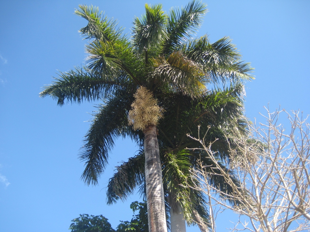 Image of Roystonea regia specimen.