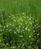 Stellaria filicaulis