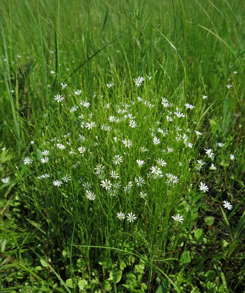 Image of Stellaria filicaulis specimen.