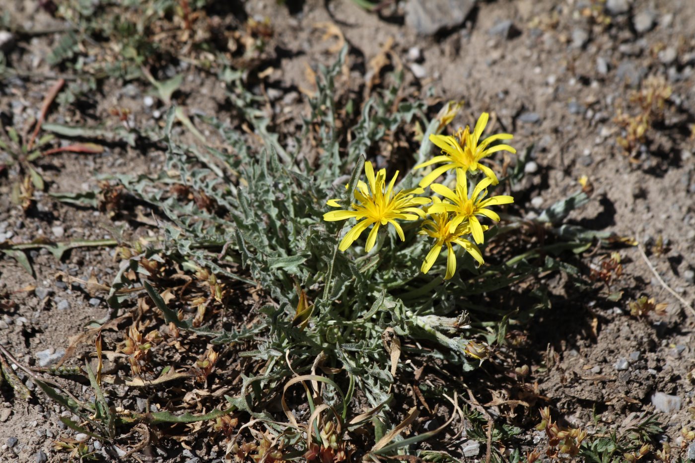 Изображение особи род Taraxacum.