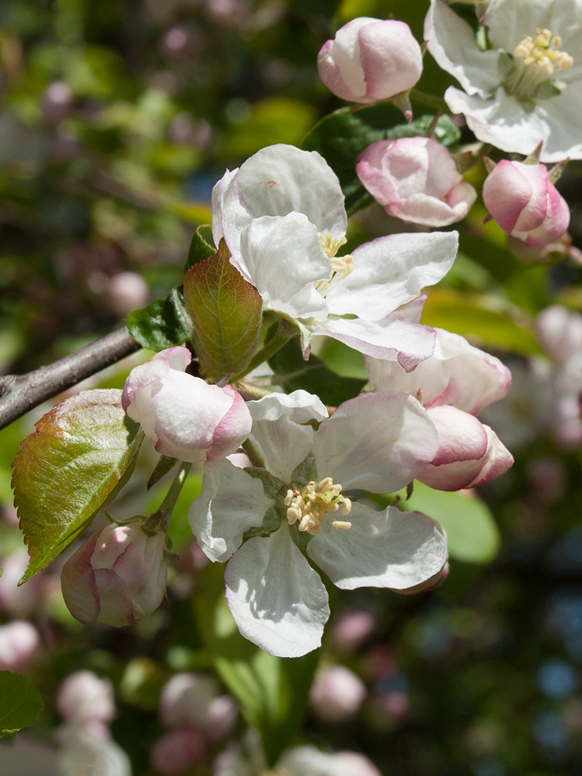 Изображение особи Malus domestica.