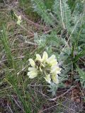 Oxytropis macrocarpa