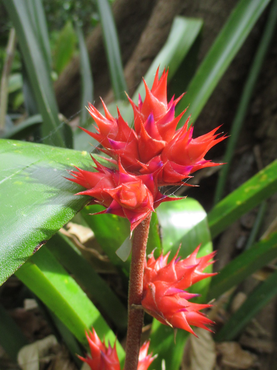 Image of Hohenbergia stellata specimen.