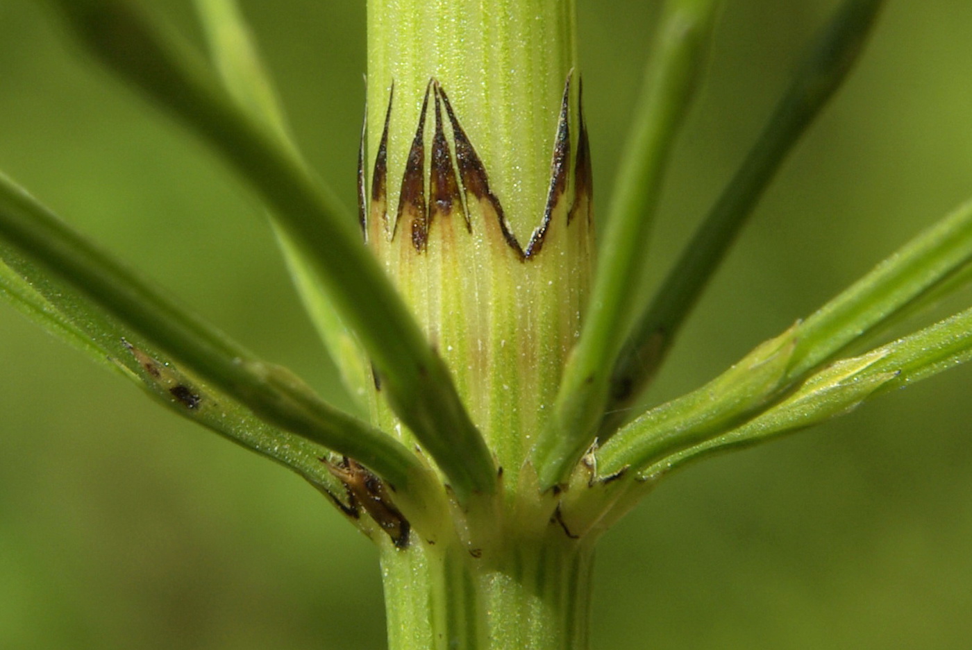 Изображение особи Equisetum × litorale.