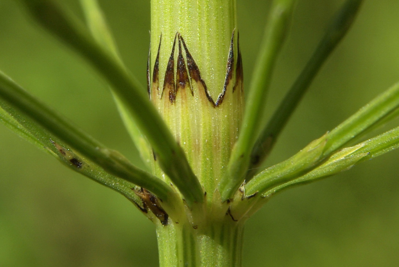 Изображение особи Equisetum &times; litorale.