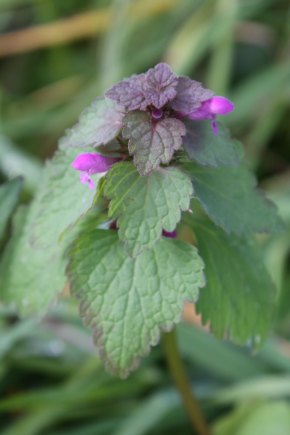 Изображение особи Lamium purpureum.