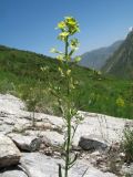 Erysimum canescens