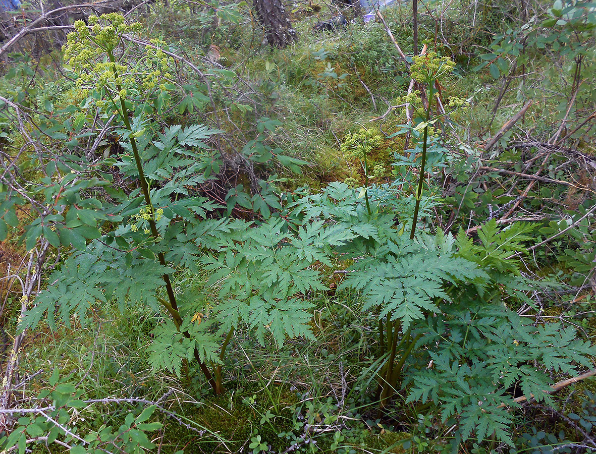 Image of Hansenia mongholica specimen.