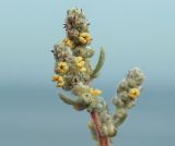 Bassia laniflora