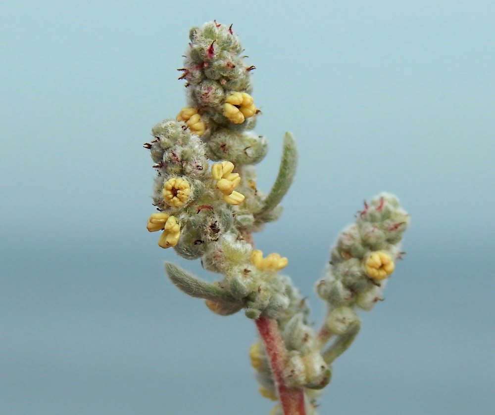 Image of Bassia laniflora specimen.