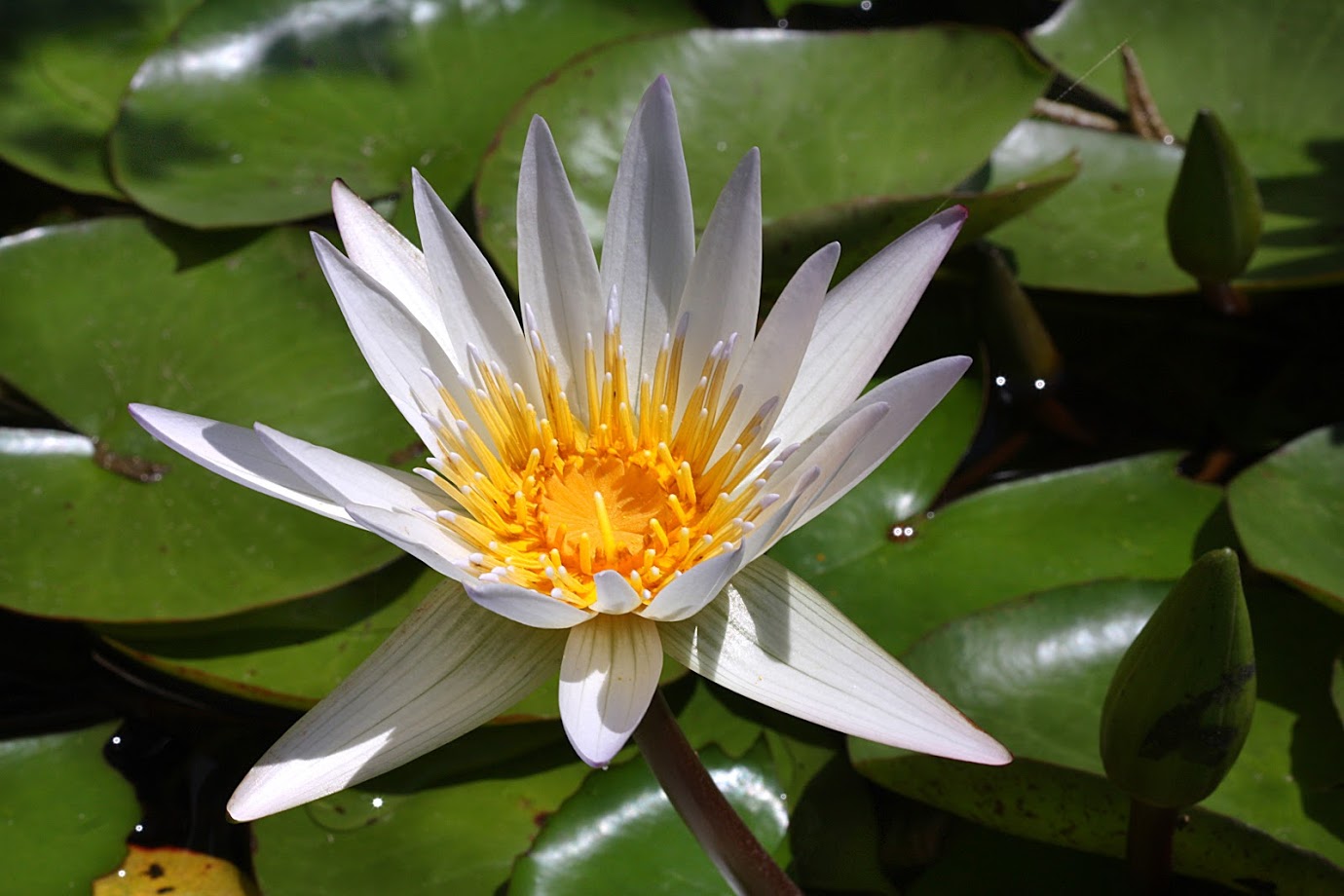 Image of Nymphaea odorata specimen.