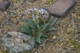 Goniolimon speciosum. Цветущее растение. Монголия, аймак Баян-Улгий, сомон Цэнгэл, Монгольский Алтай, долина р. Цаган-Гол, ур. Шара-Гоби. 29.07.2008.