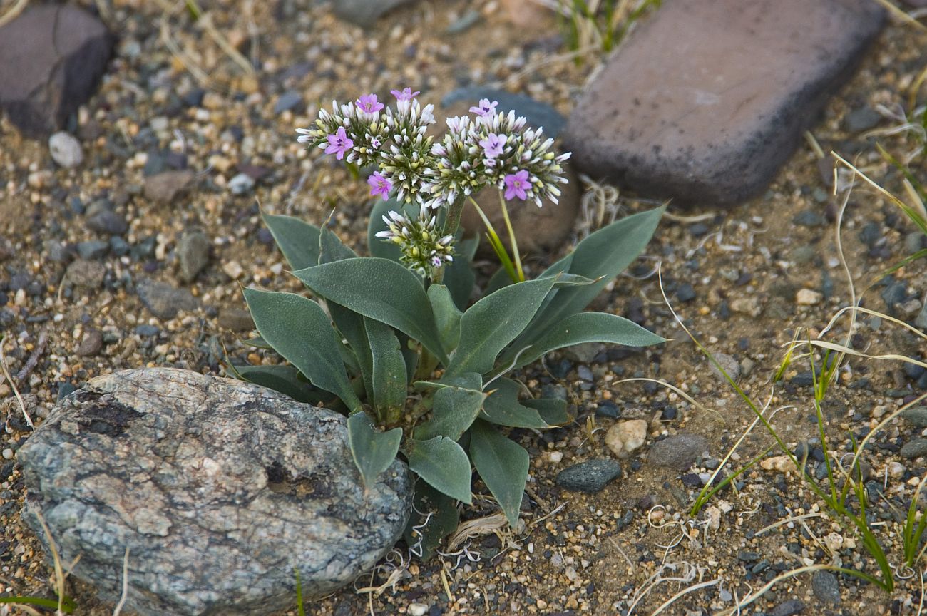 Изображение особи Goniolimon speciosum.