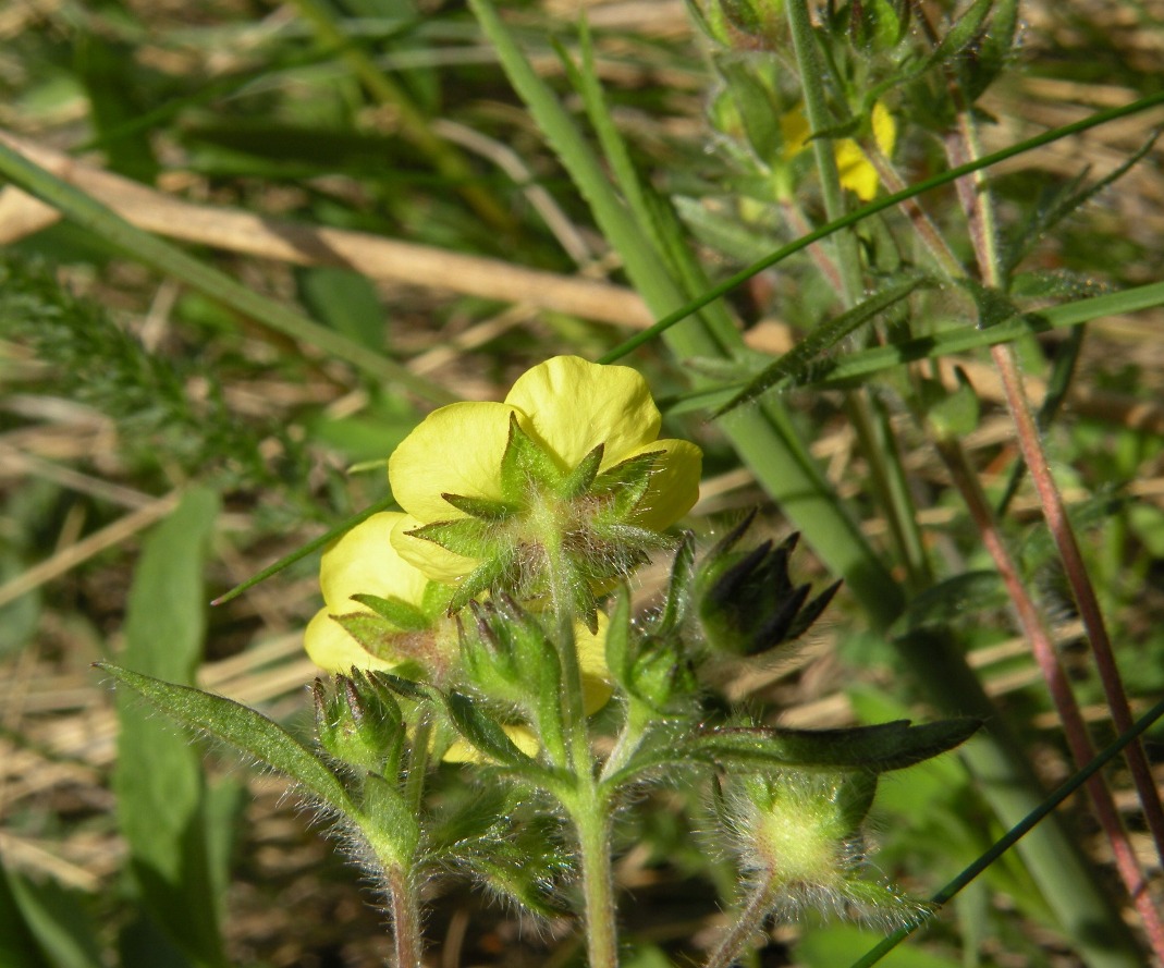 Image of Potentilla heptaphylla specimen.