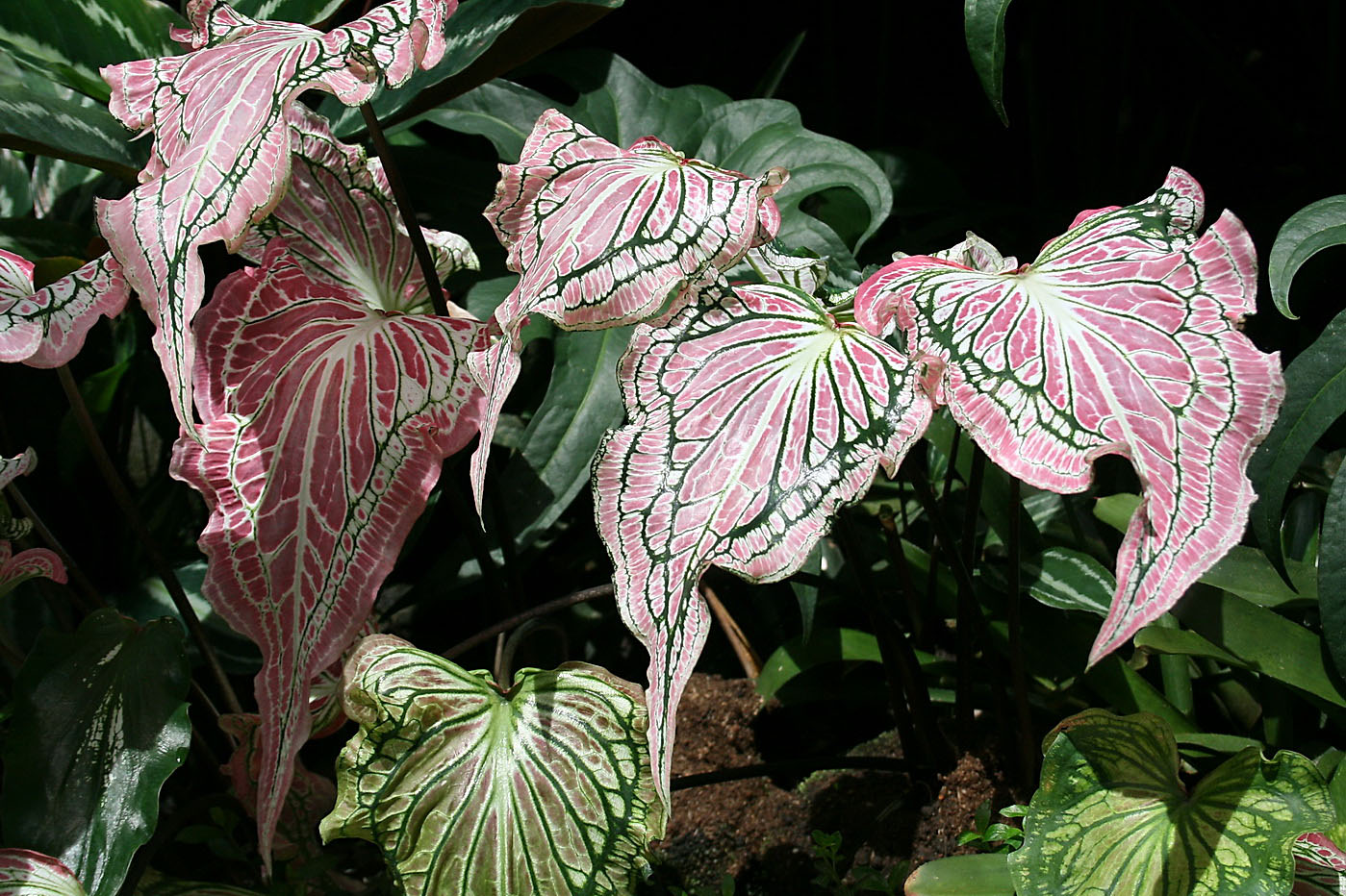 Изображение особи род Caladium.