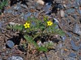 Potentilla bifurca. Цветущее растение. Алтай, Чуйский тракт между селами Иня и Иодро, урочище Калбак-таш, каменистый сухой склон. 14.06.2017.