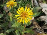 Grindelia squarrosa. Верхушка цветущего растения. Украина, г. Николаев, Заводский р-н, Намыв, берег р. Южный Буг. 20.12.2017.