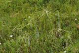 genus Stipa. Верхушки цветущих растений. Восточный Казахстан, г. Усть-Каменогорск, правый берег р. Иртыш, луг. 13.07.2017.