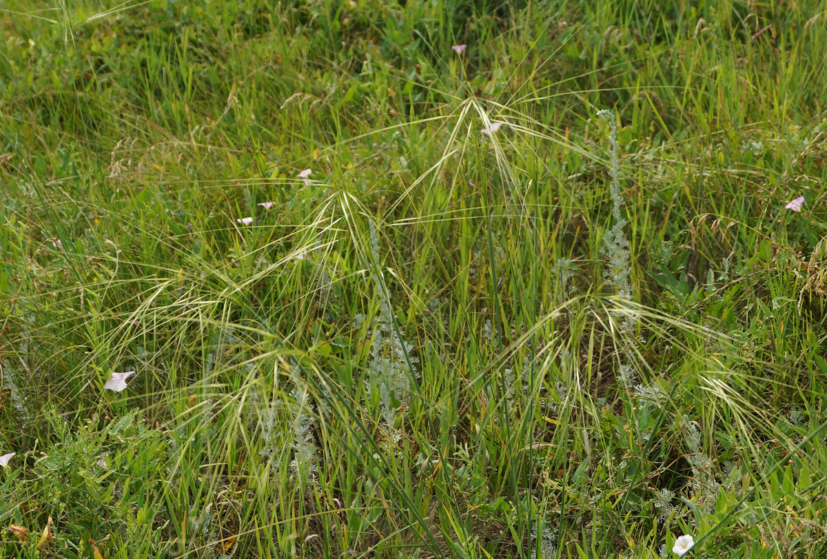 Изображение особи род Stipa.