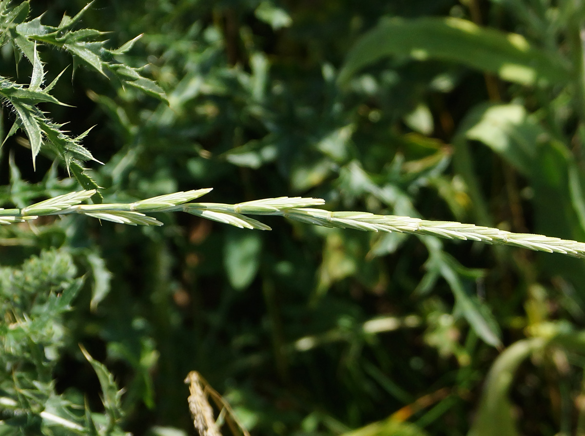 Изображение особи Elytrigia repens.