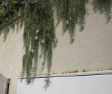 Rosmarinus officinalis variety prostratus. Ветки цветущего и плодоносящего растения. Израиль, Шарон, г. Герцлия, на ограде двора, в культуре. 18.10.2015.