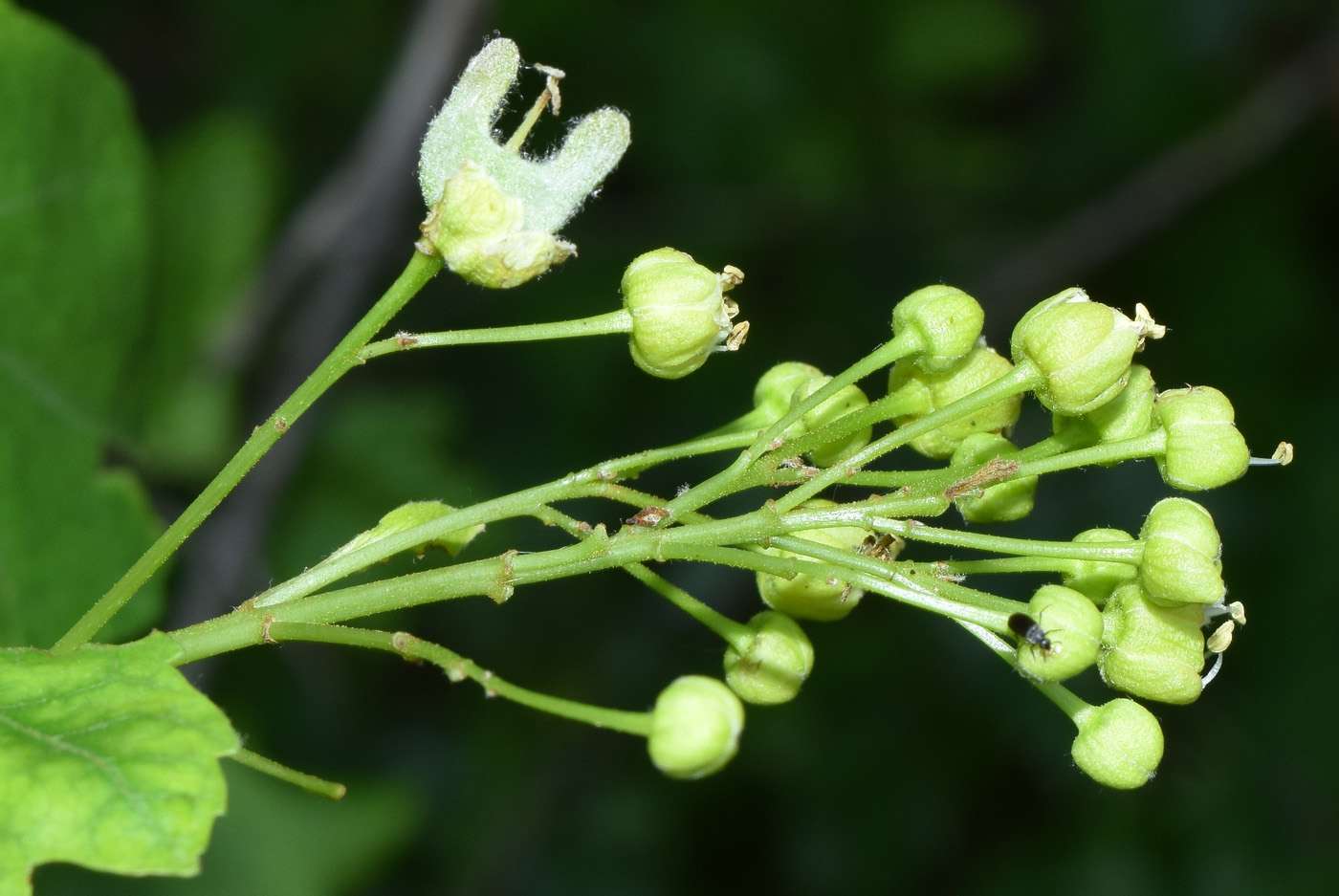 Image of Acer semenovii specimen.