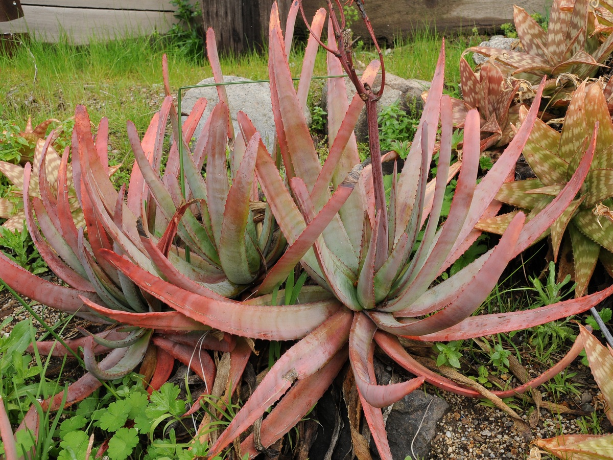 Image of Aloe capitata specimen.