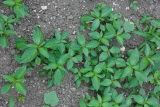 Acalypha australis