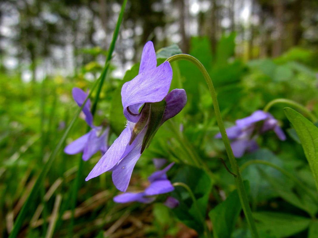 Изображение особи Viola reichenbachiana.