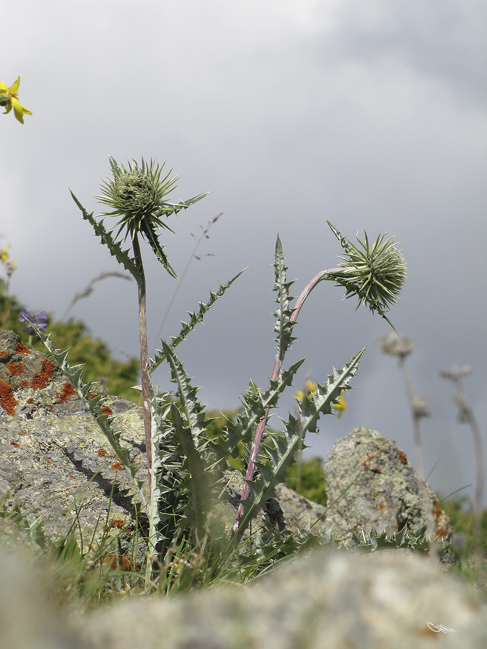 Image of Alfredia nivea specimen.