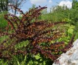 Berberis thunbergii