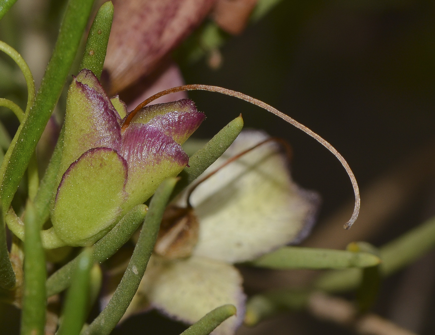 Image of Eremophila alternifolia specimen.