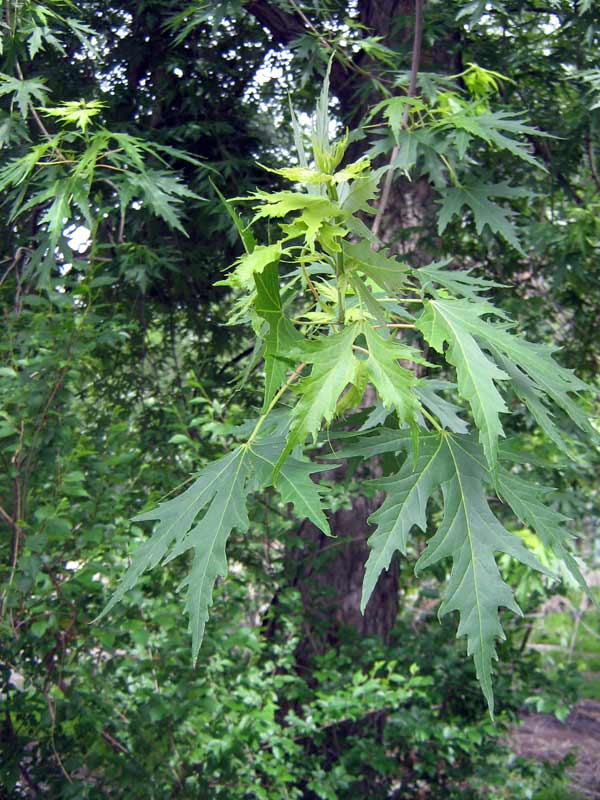 Image of Acer saccharinum specimen.