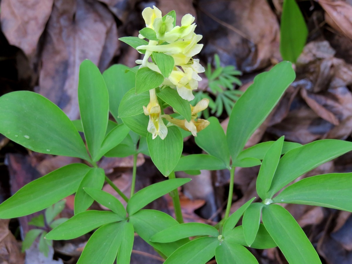 Image of Corydalis marschalliana specimen.