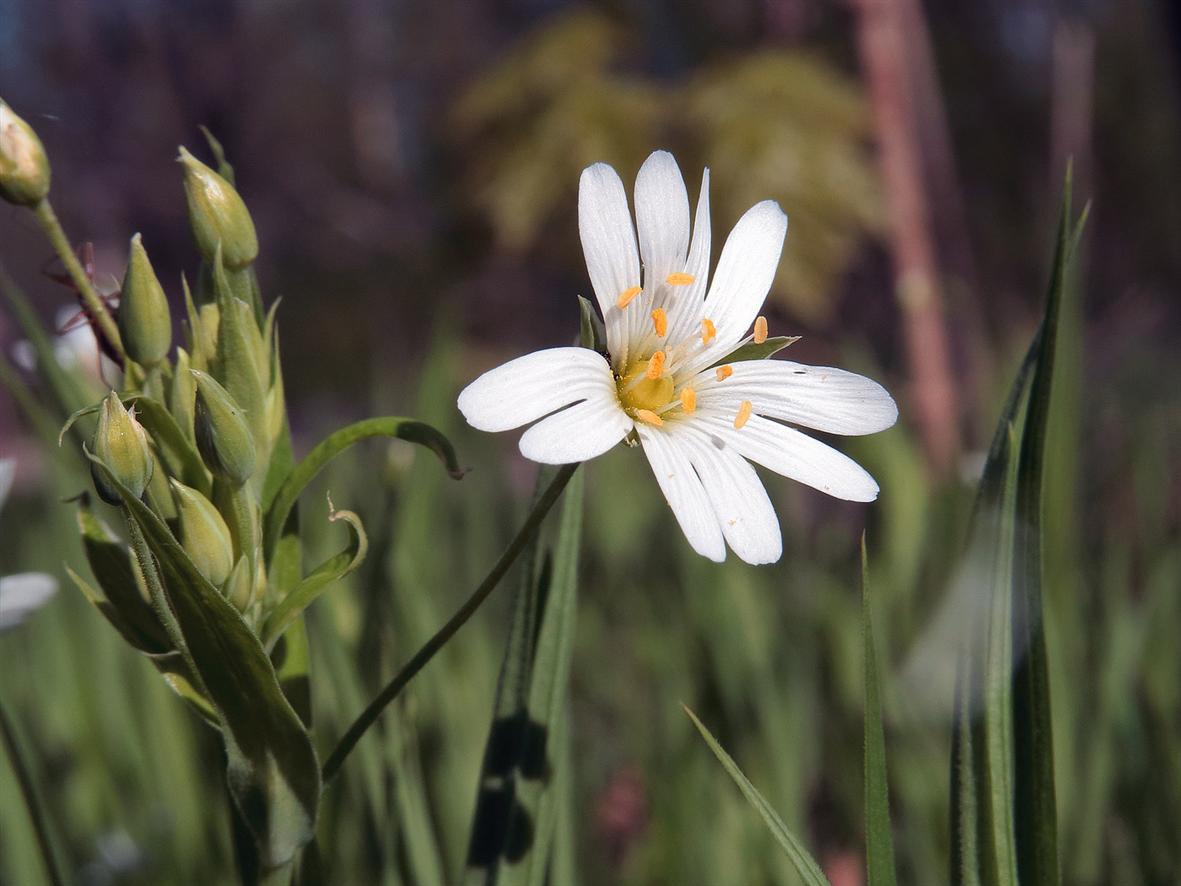 Image of Stellaria holostea specimen.