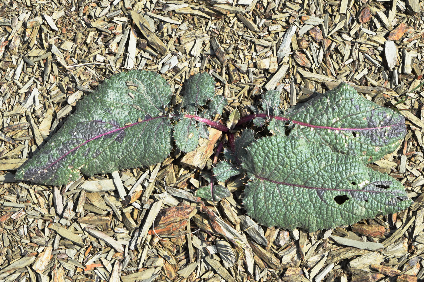 Image of familia Asteraceae specimen.